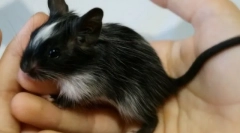 Kako ukrotiti degu u ruci, ručno kući degu